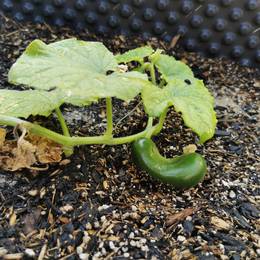 Sensorisches
Gartenarbeit - Mit allen Sinnen
Entspannungsübung
Juhu, da wächst was
Gartenarbeit - Wasserspiele